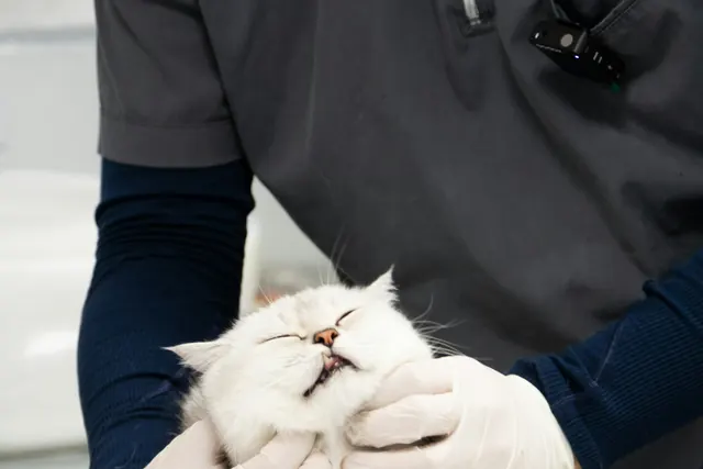 Gato branco de olhos fechados, tranquilo nas mãos da veterinária